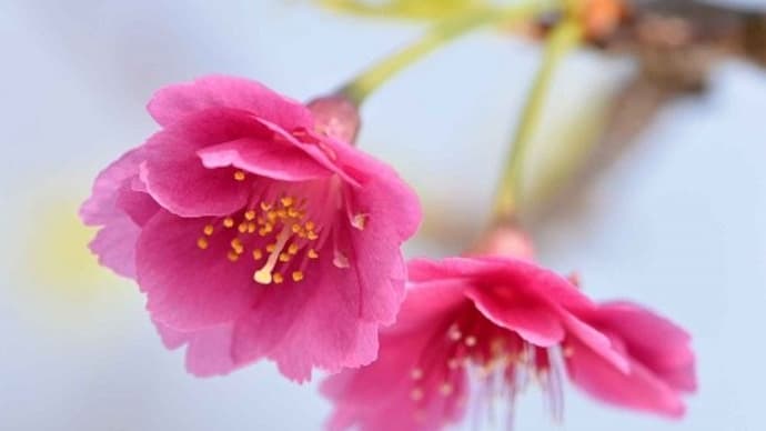 鉢植えの桜「エレガンスみゆき」(2)