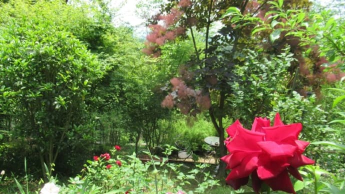 ジャングルに咲くバラとジャガイモの花