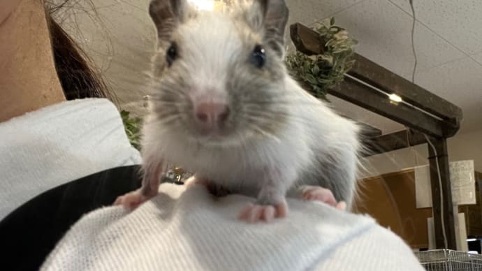 ●もうすぐデビューのデグーのご紹介です●