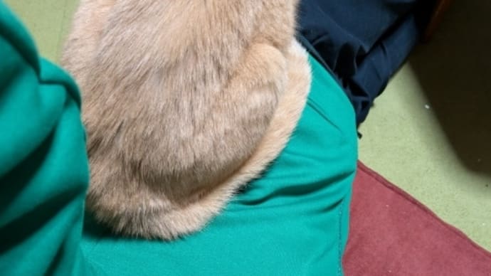 甘えニャ①