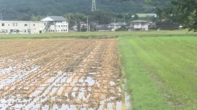 長雨とはいうけど