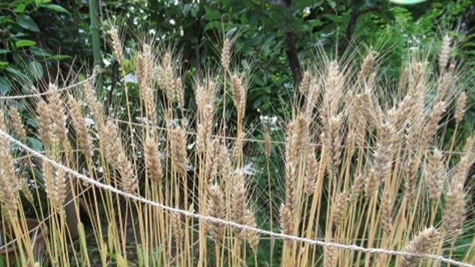 昼咲き月見草 小麦の収穫