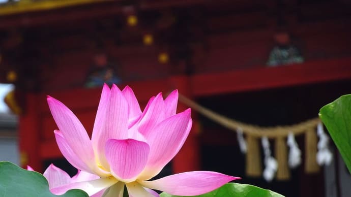 ハス - 伊賀八幡宮