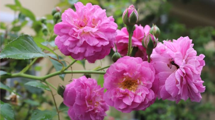 薔薇の香り*気になること