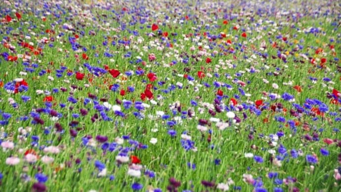 青紫の矢車草お花畑