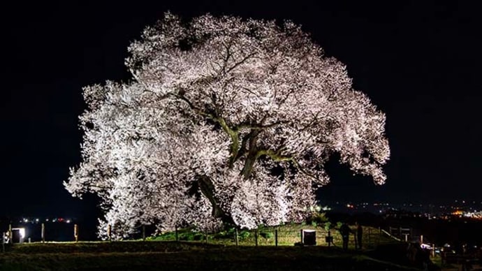 わに塚ライトアップ