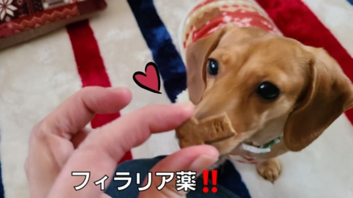 最後のフィラリアのお薬と熱❗