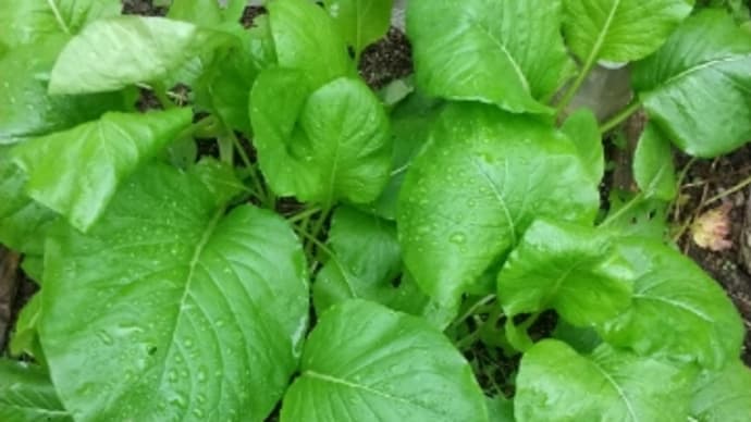 🌱小松菜の栽培《タマネギ予定地の最終回》