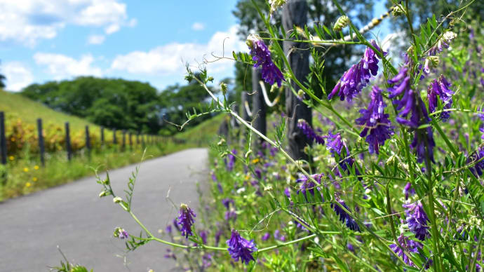 紫の草花がつづく散策路。
