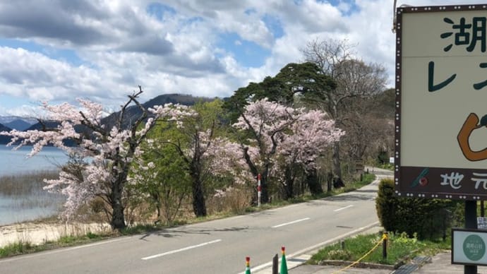 今年の桜が!
