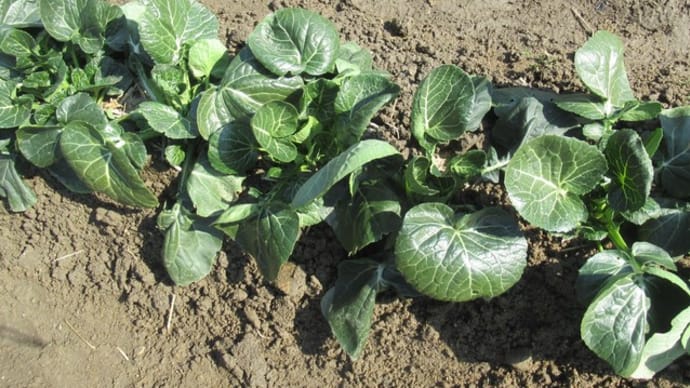伝統野菜「仙台雪菜」の茎立ち