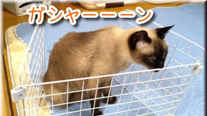 こ~いうのが欲しかった