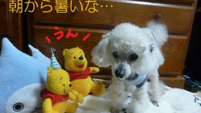 朝から夏日目前…(;´▽`A`` 沖縄・奄美地方が梅雨入りですね~
