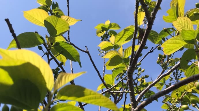 庭のさくらんぼ
