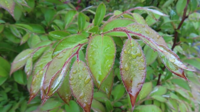 春の雨は「万物生」