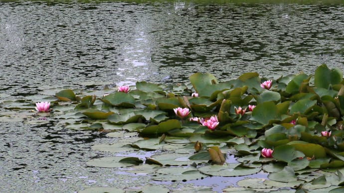 六月の肌寒い朝、岩見沢公園の睡蓮2-3
