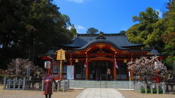 早春の京都の風景 その2 長岡天満宮、淀の桜 2025年3月20日