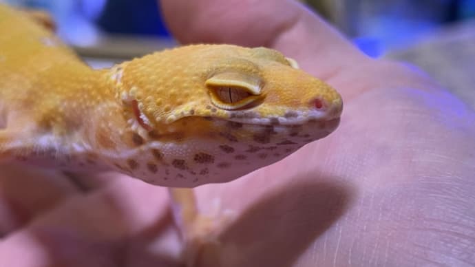 ヒョウモントカゲモドキ レーダー