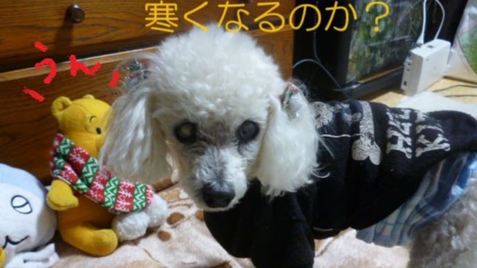 今日から2月…東京3月の陽気も真冬の寒さへ…( ̄▽ ̄;)!! 昨日買ったプロポリスの飴