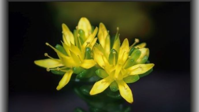 メノマンネングサ コウの花図鑑