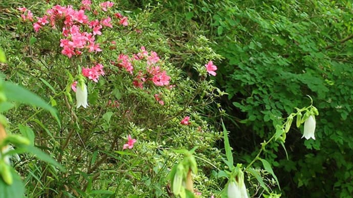 梅雨の花　ホタルブクロ