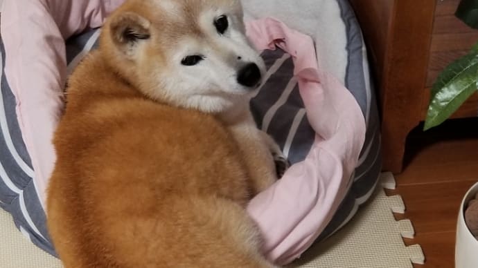 クリンの笑顔が見たい