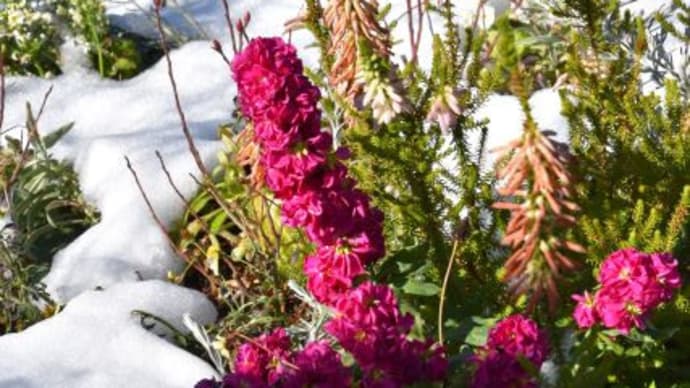 西武デパート屋上モネの池　　池の周りの花と残り雪　　　　6