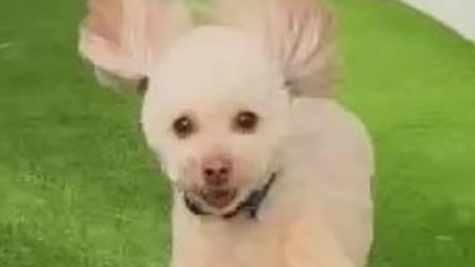やっと 元気に!