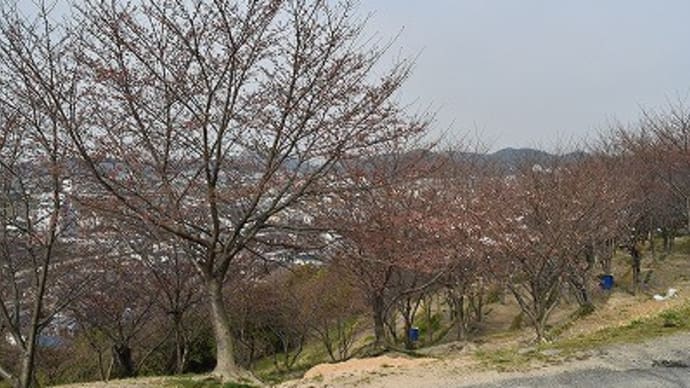 日笠山 桜 2017