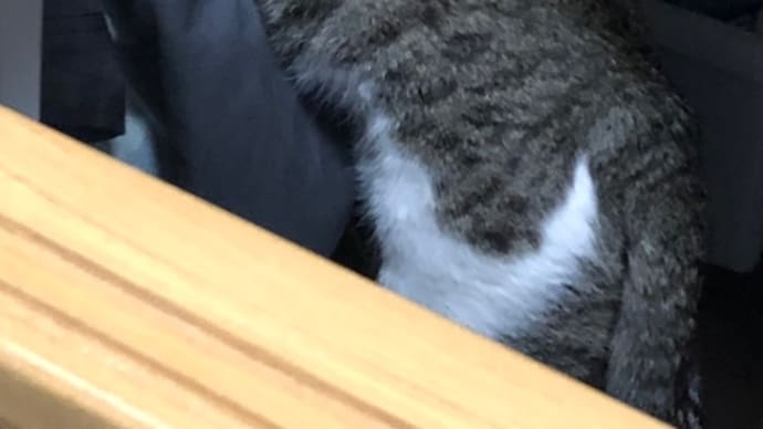 いたずら猫発見😎