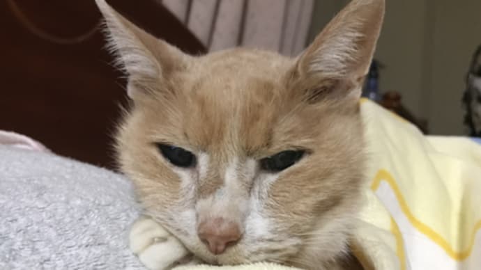 残暑厳しすぎます