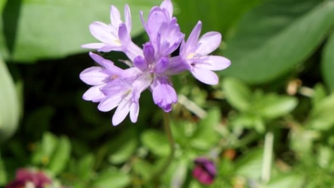 咲いている庭の小花とシードヘッドと今朝の庭から~