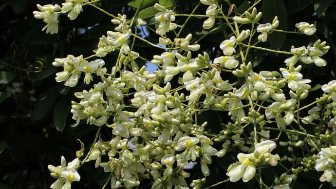 シダレエンジュ - 樹に咲く花52