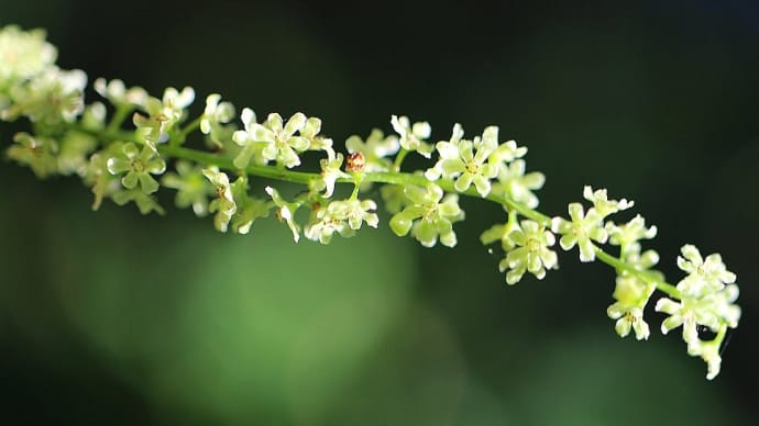 オニドコロ・カエデドコロ - 芋づるの花