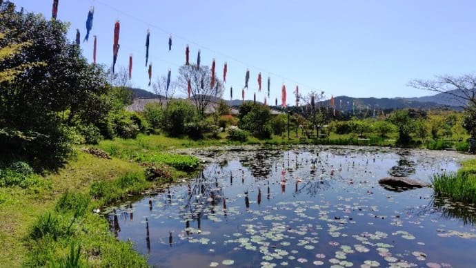 泳ぐ鯉のぼり~星ヶ丘公園「ヒメノボタンの里」