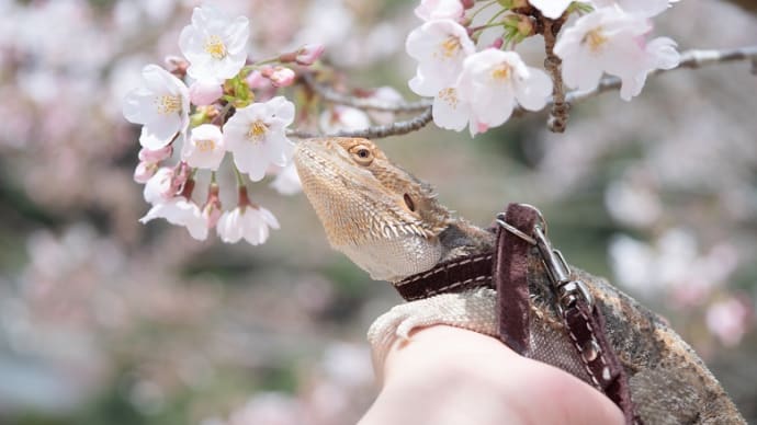 お墓の出張無料相談承ります! 令和4年4月度スケジュールをアップします。