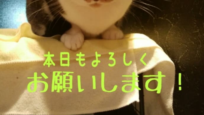 仙台東口イリス2020.2/11 にゃんこBAR