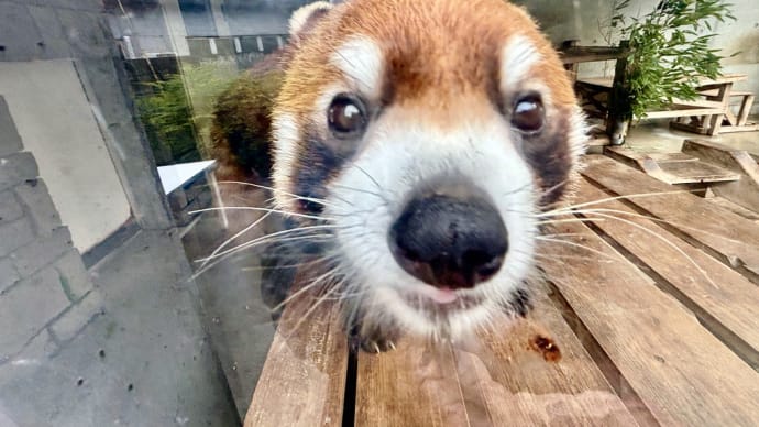犬顔のレッサーパンダさん