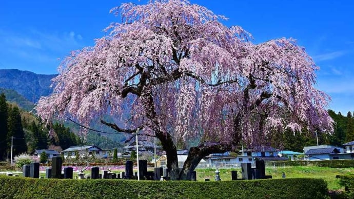 安曇野市三郷 博沼家の墓守のシダレザクラ