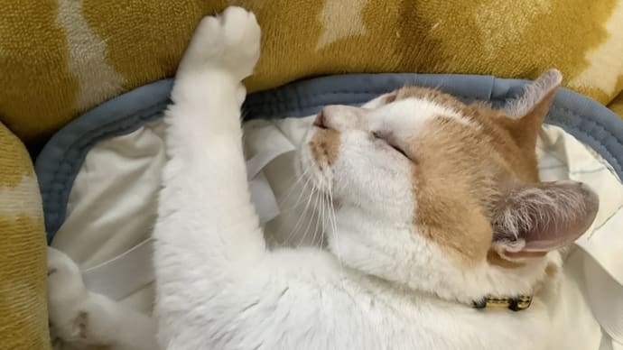 人生も社会も「ドタバタ劇」なのだ (バカボンのパパふうに)