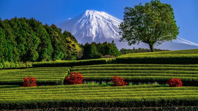 Fuji Mountain in April　M11