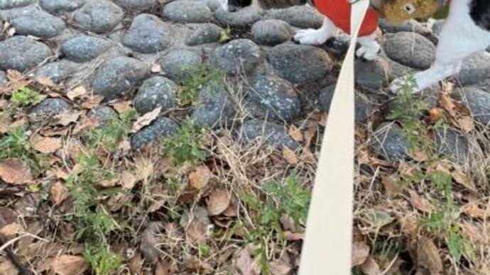 上島竜平に捧ぐ
