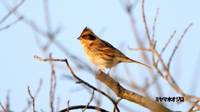 12/14探鳥記録写真:狩尾岬の鳥たち(ミヤマホオジロ、クロサギの採餌模様、セグロカモメ、)