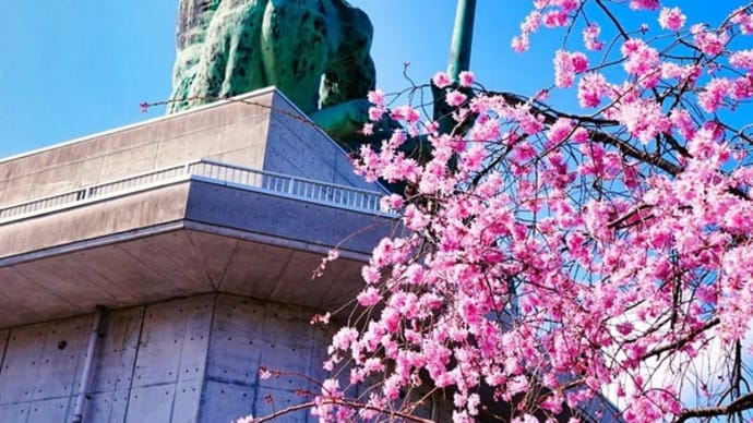 山陰の桜 伯耆町おにっ子ランドと菜の花畑 4月1日撮影分