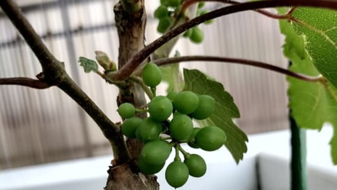 デラウェア✨🍇豆粒くらい
