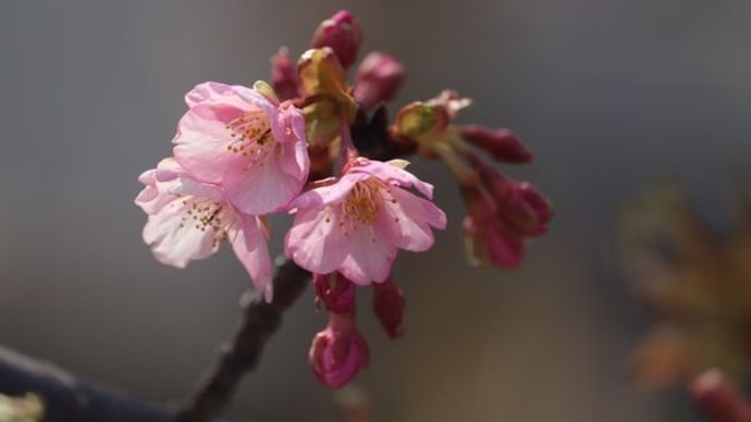 花信風（かしんふう）川津桜が咲き始めました
