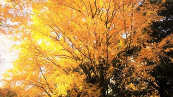 紅葉散歩~新宿御苑