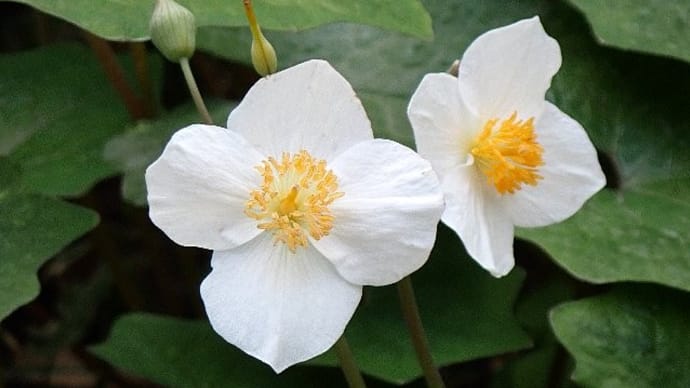 清明～森で咲く真っ白な白雪芥子
