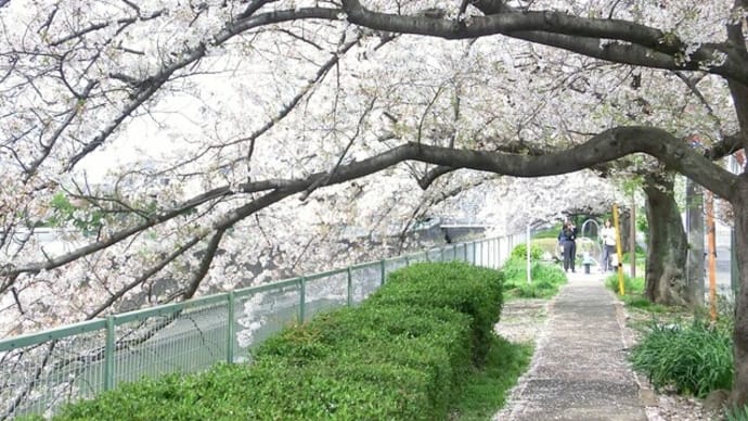 坂川の桜