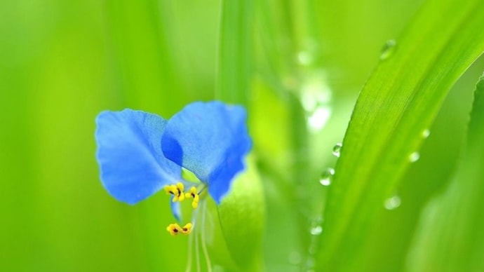 夏の知らせ